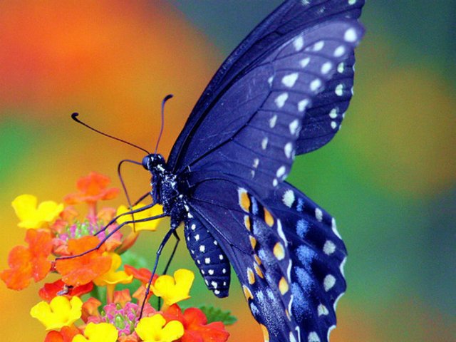 Все о бабочках в Волгограде | ЗооТом портал о животных