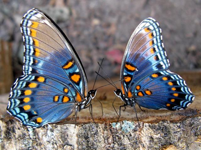 Все о бабочках в Волгограде | ЗооТом портал о животных