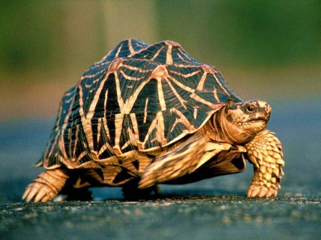Все о черепахах в Волгограде | ЗооТом портал о животных
