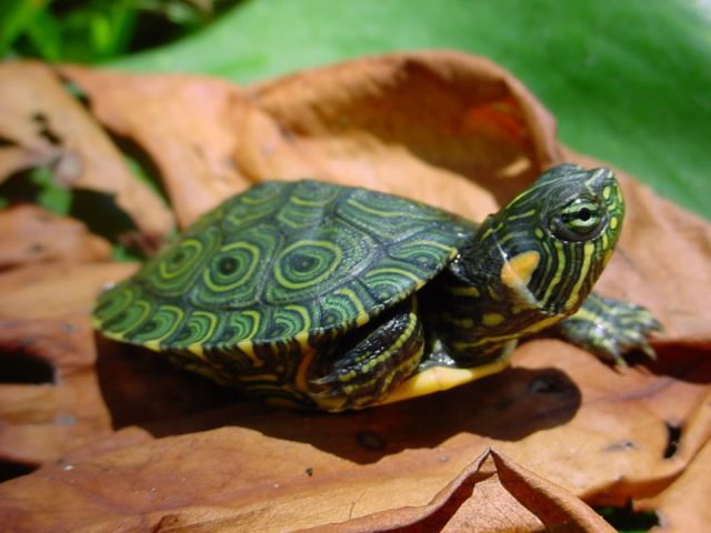 Породы черепах в Волгограде | ЗооТом портал о животных