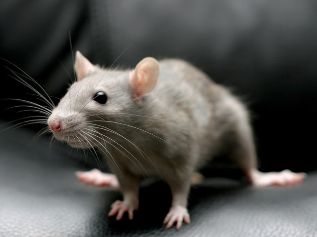 Все о крысах в Волгограде | ЗооТом портал о животных