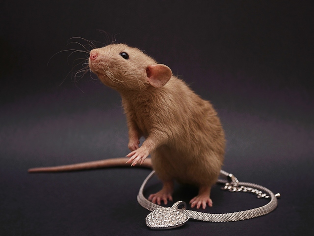 Породы крыс | ЗооТом - продажа, вязка и услуги для животных в Волгограде