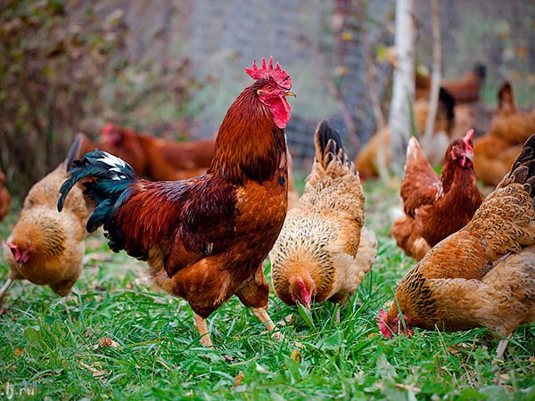 Породы куриц | ЗооТом - продажа, вязка и услуги для животных в Волгограде