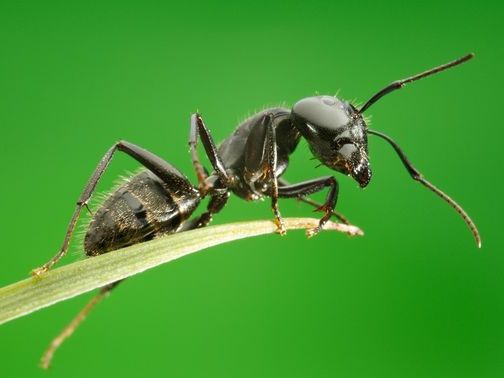 Все о муравьях в Волгограде | ЗооТом портал о животных