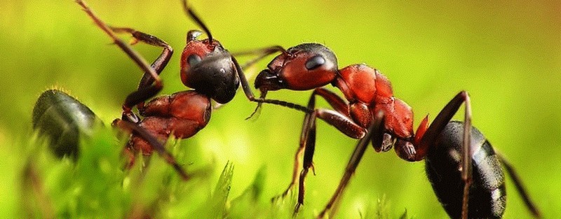 Все о муравьях в Волгограде | ЗооТом портал о животных
