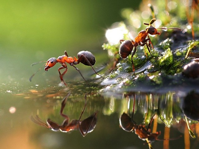 Породы муравьев в Волгограде | ЗооТом портал о животных