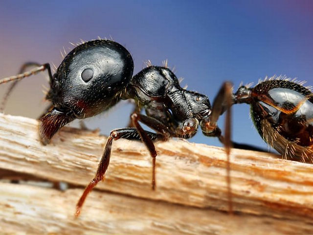 Породы муравьев в Волгограде | ЗооТом портал о животных