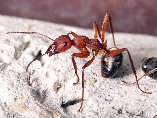 Содержание муравьев и уход за ними в Волгограде | ЗооТом портал о животных