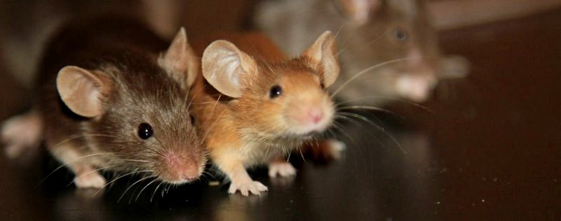 Все о мышах в Волгограде | ЗооТом - продажа, вязка и услуги для животных в Волгограде
