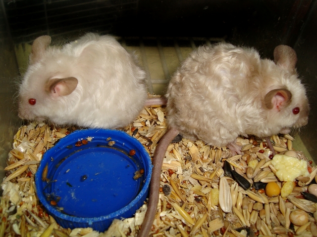 Породы мышей | ЗооТом - продажа, вязка и услуги для животных в Волгограде