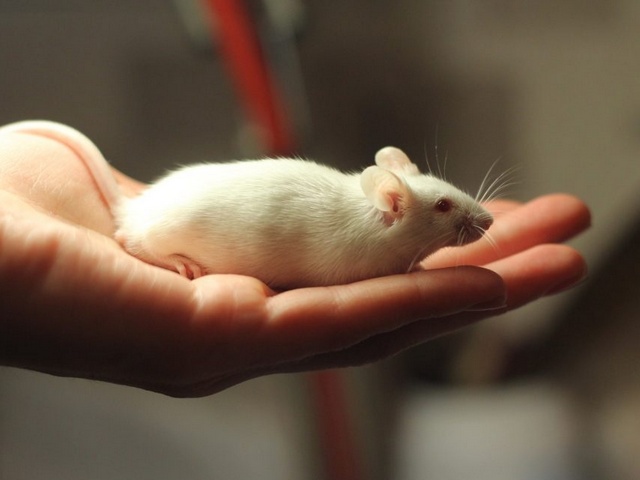 Содержание мышей и уход за ними в Волгограде | ЗооТом - продажа, вязка и услуги для животных в Волгограде