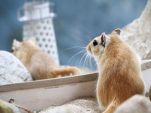 Содержание мышей и уход за ними в Волгограде | ЗооТом - продажа, вязка и услуги для животных в Волгограде
