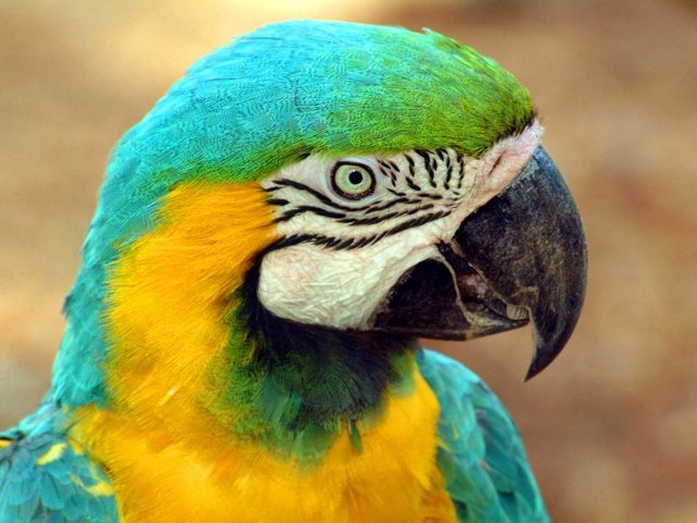Все о попугаях в Волгограде | ЗооТом портал о животных