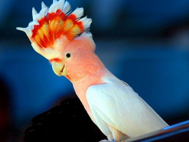 Породы попугаев | ЗооТом - продажа, вязка и услуги для животных в Волгограде