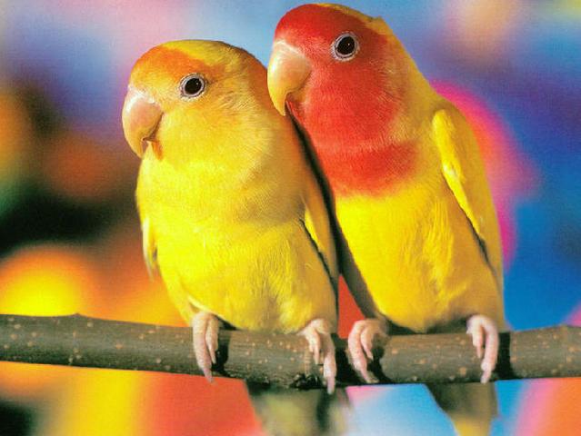 Породы попугаев | ЗооТом - продажа, вязка и услуги для животных в Волгограде