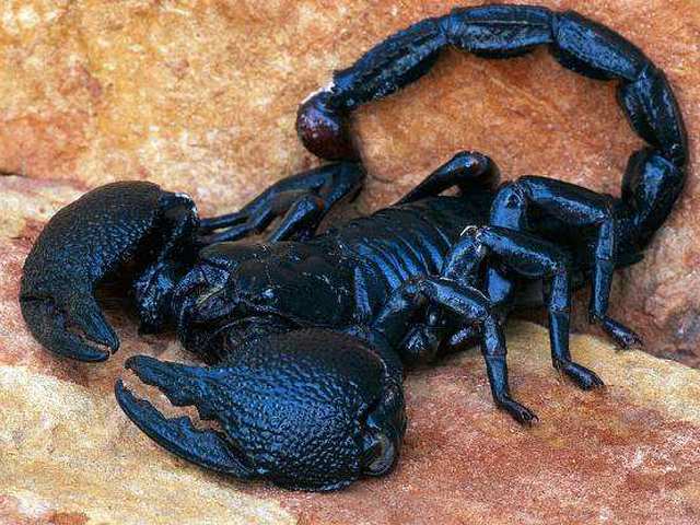 Все о скорпионах в Волгограде | ЗооТом портал о животных
