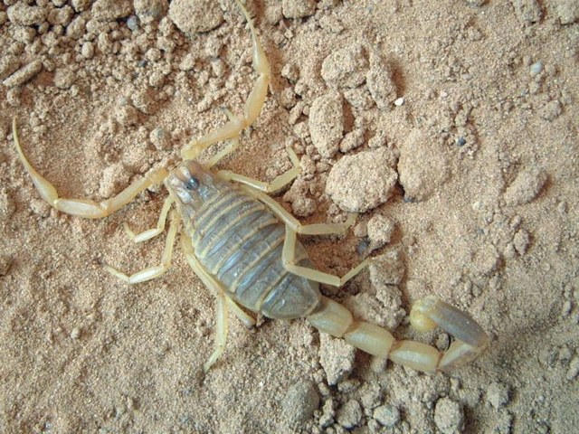 Содержание скорпионов и уход за ними в Волгограде | ЗооТом портал о животных