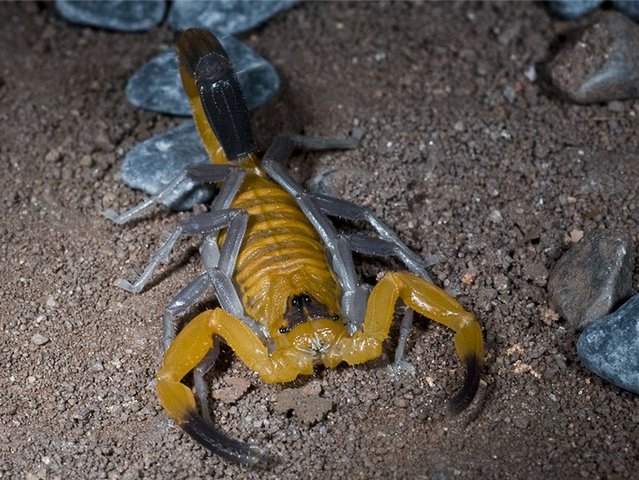 Содержание скорпионов и уход за ними в Волгограде | ЗооТом портал о животных