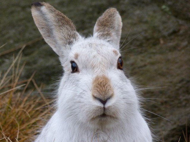 Содержание зайцев и уход за ними | ЗооТом - продажа, вязка и услуги для животных в Волгограде