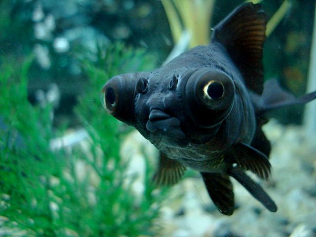 Породы аквариумных рыбок в Волгограде | ЗооТом портал о животных