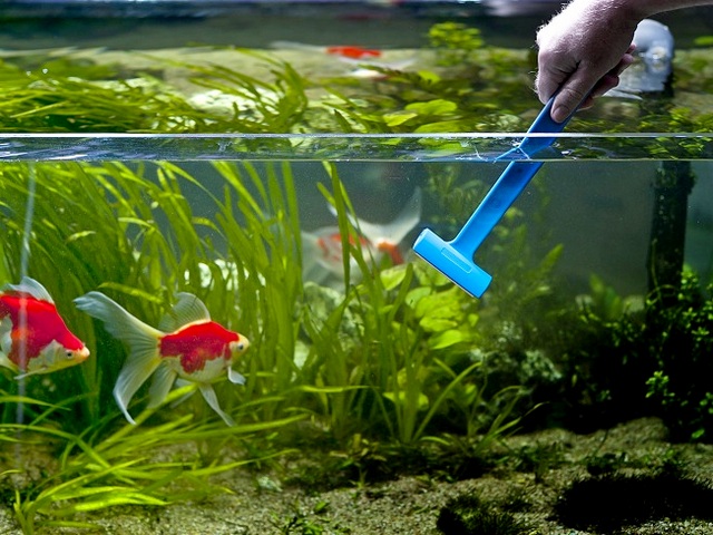 Содержание аквариумных рыбок и уход за ними в Волгограде | ЗооТом портал о животных