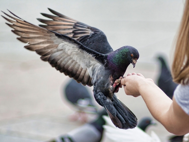 Все о голубях | ЗооТом - продажа, вязка и услуги для животных в Волгограде