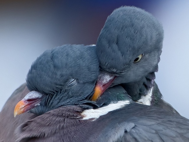 Содержание голубей и уход за ними в Волгограде