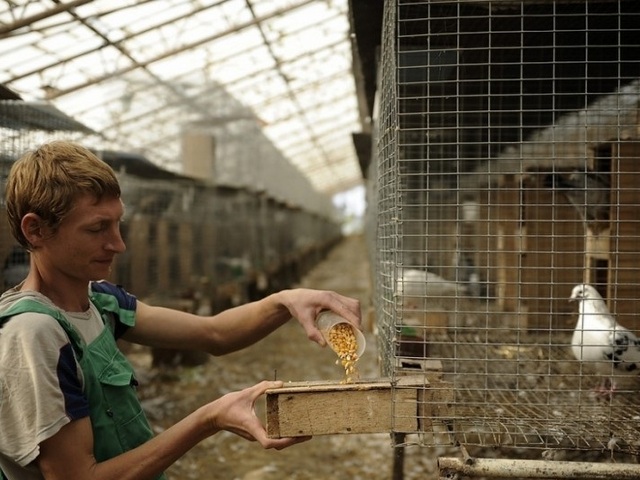 Содержание голубей и уход за ними | ЗооТом - продажа, вязка и услуги для животных в Волгограде