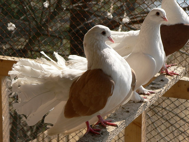 Содержание голубей и уход за ними в Волгограде