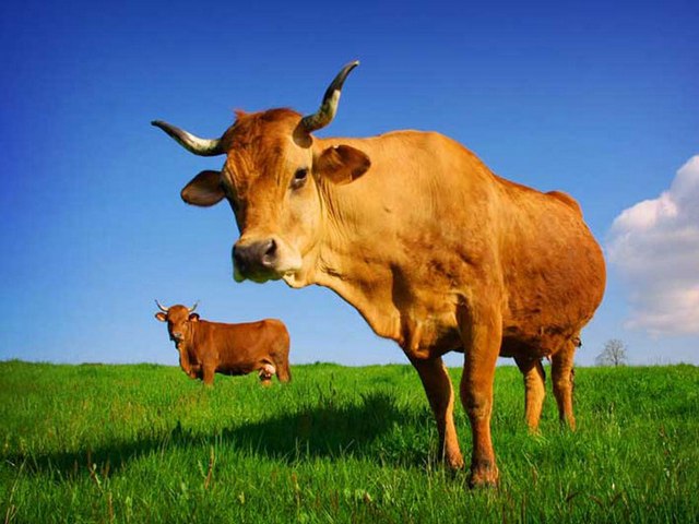 Все о коровах в Волгограде | ЗооТом портал о животных