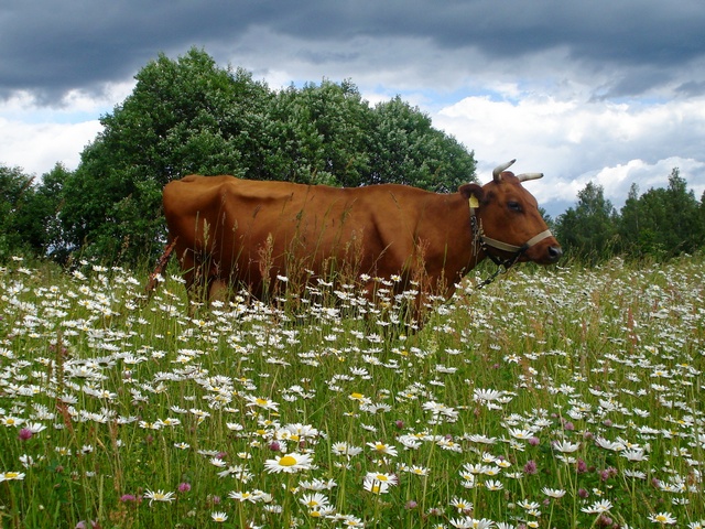 Все о коровах в Волгограде | ЗооТом портал о животных