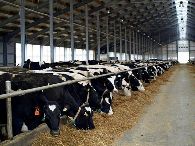 Содержание коров и уход за ними в Волгограде | ЗооТом портал о животных