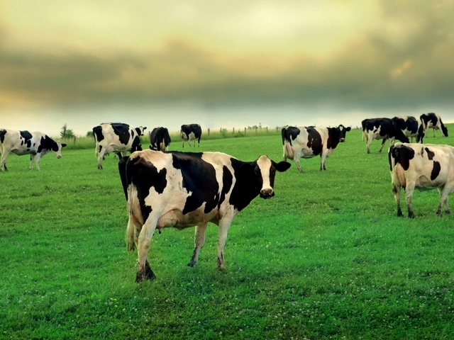 Содержание коров и уход за ними в Волгограде | ЗооТом портал о животных