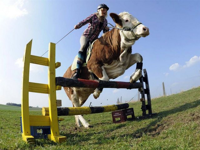 Статьи о коровах в Волгограде | ЗооТом портал о животных
