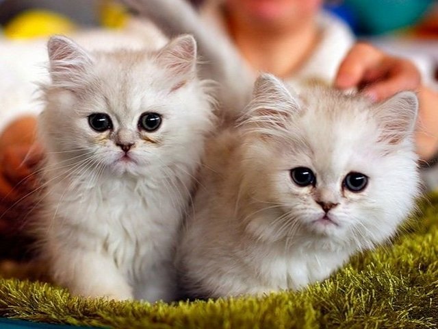 Породы кошек в Волгограде | ЗооТом портал о животных
