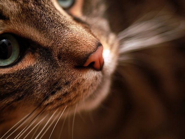 Статьи о кошках в Волгограде | ЗооТом портал о животных
