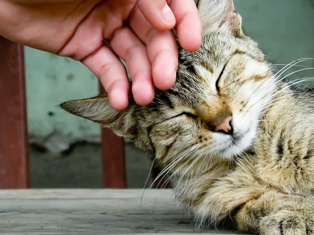 Интересные статьи о кошках в Волгограде | ЗооТом портал о животных