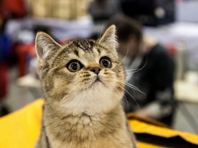 Выставки кошек в Волгограде | ЗооТом портал о животных