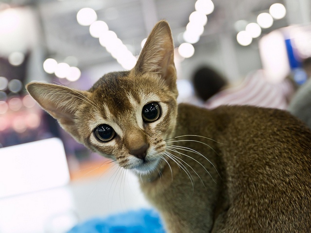 Выставки кошек в Волгограде | ЗооТом портал о животных
