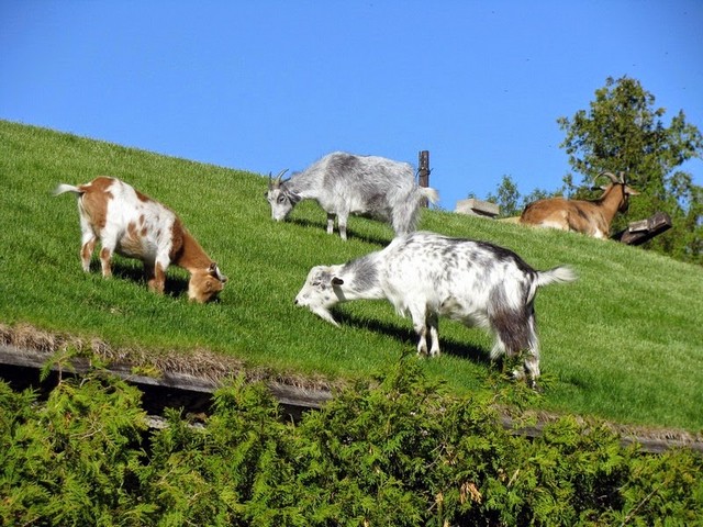 Все о козах в Волгограде | ЗооТом портал о животных
