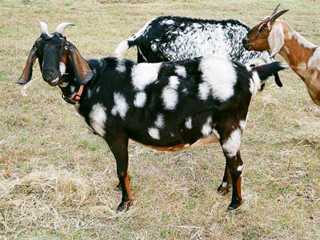 Породы коз в Волгограде | ЗооТом портал о животных