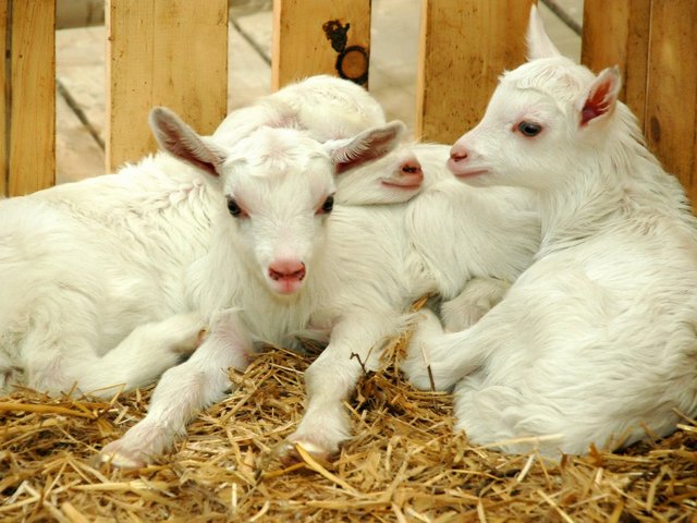 Содержание коз и уход за ними в Волгограде | ЗооТом портал о животных