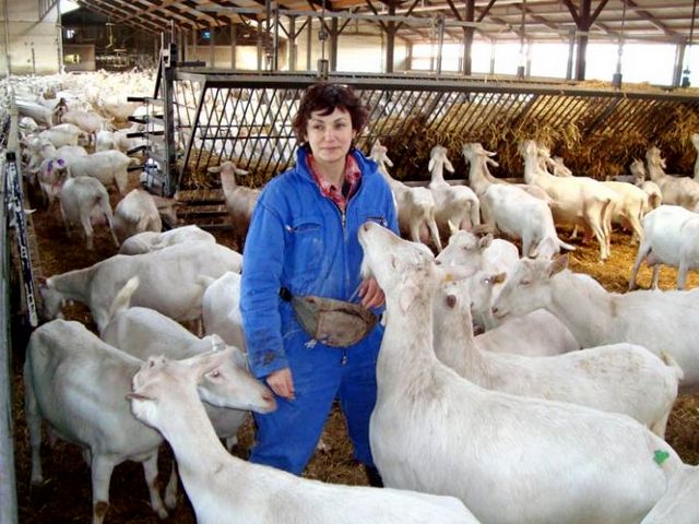 Содержание коз и уход за ними в Волгограде | ЗооТом портал о животных