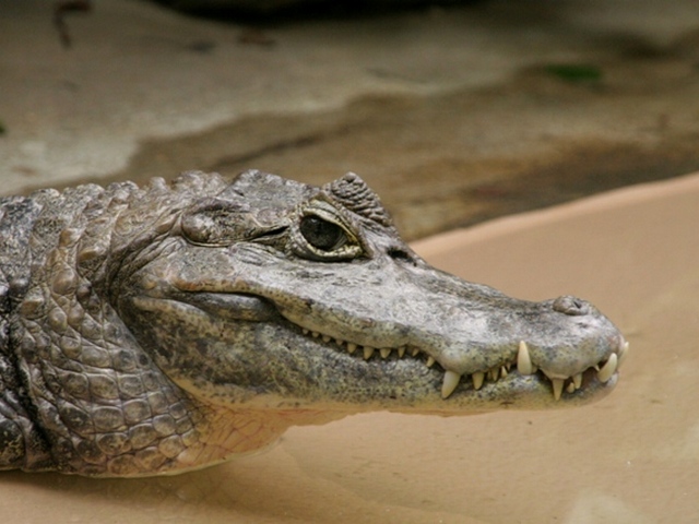 Все о крокодилах в Волгограде | ЗооТом портал о животных