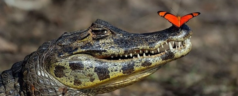 Все о крокодилах в Волгограде | ЗооТом портал о животных