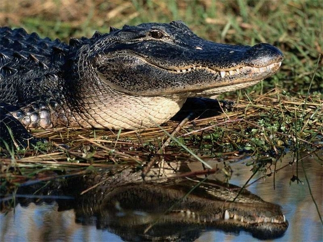 Породы крокодилов в Волгограде | ЗооТом портал о животных