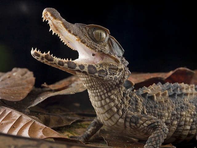 Содержание крокодилов и уход за ними в Волгограде | ЗооТом портал о животных