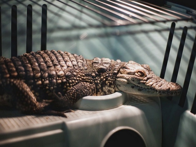 Содержание крокодилов и уход за ними в Волгограде | ЗооТом портал о животных