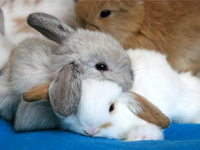 Статьи о кроликах в Волгограде | ЗооТом портал о животных