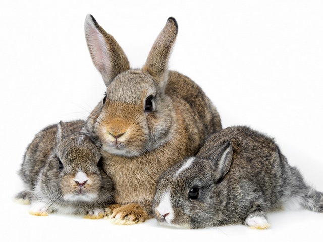 Все о кроликах в Волгограде | ЗооТом портал о животных